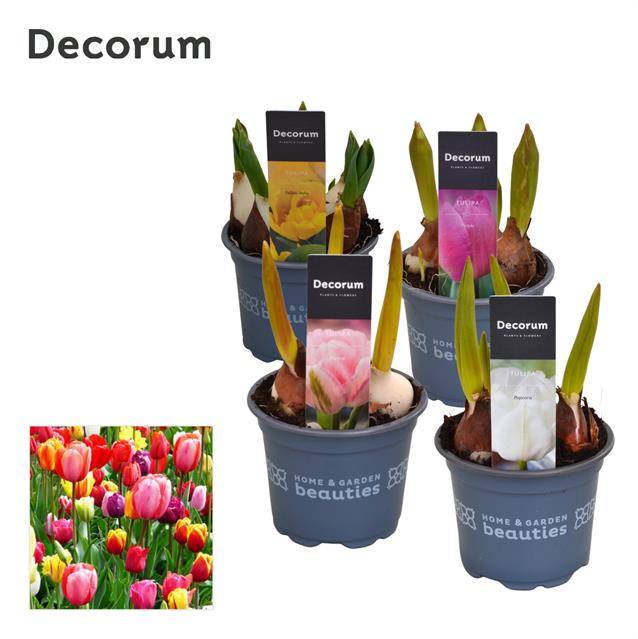 Горшечные цветы и растения оптом Tulipa Mix (decorum) от 18шт из Голландии с доставкой по России