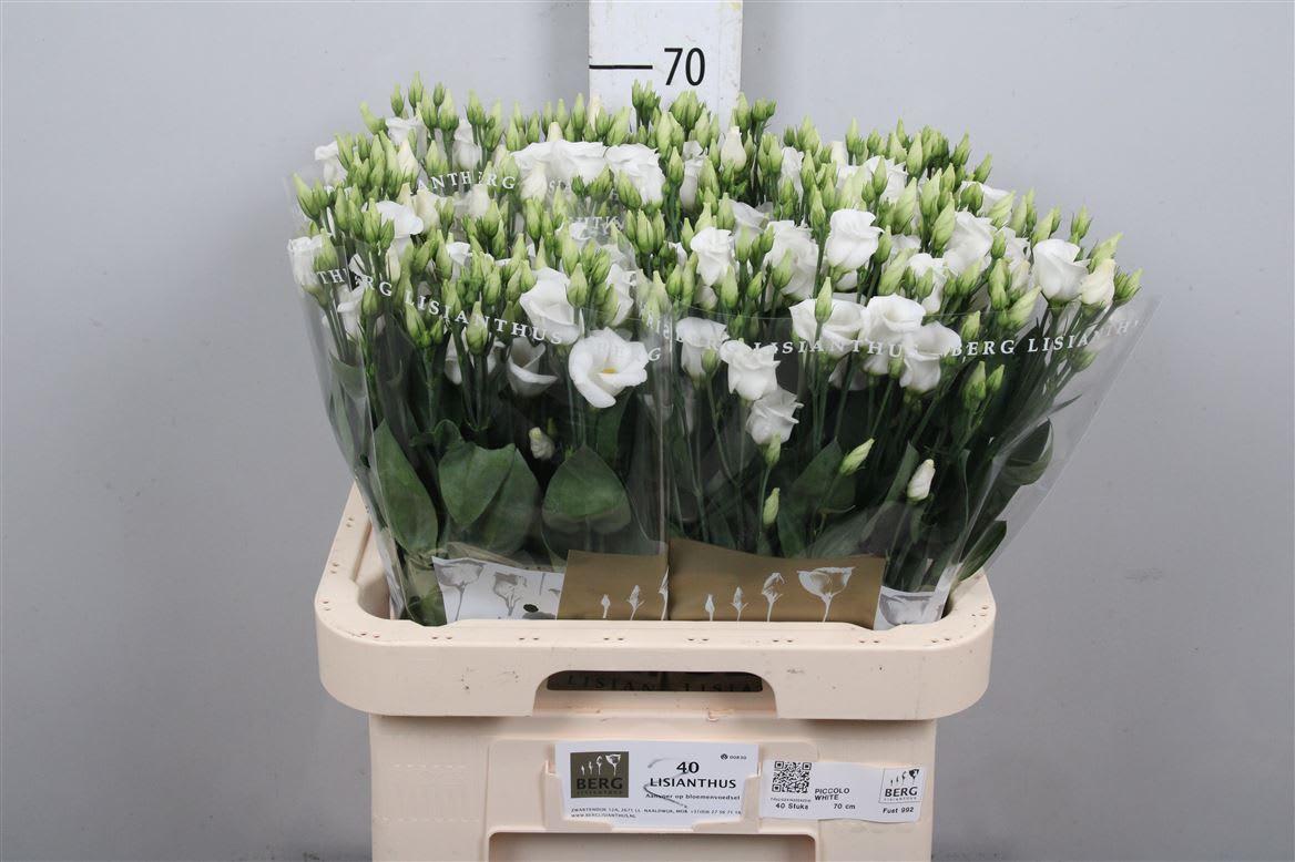 Срезанные цветы оптом Lisianthus si piccolo white от 40шт из Голландии с доставкой по России