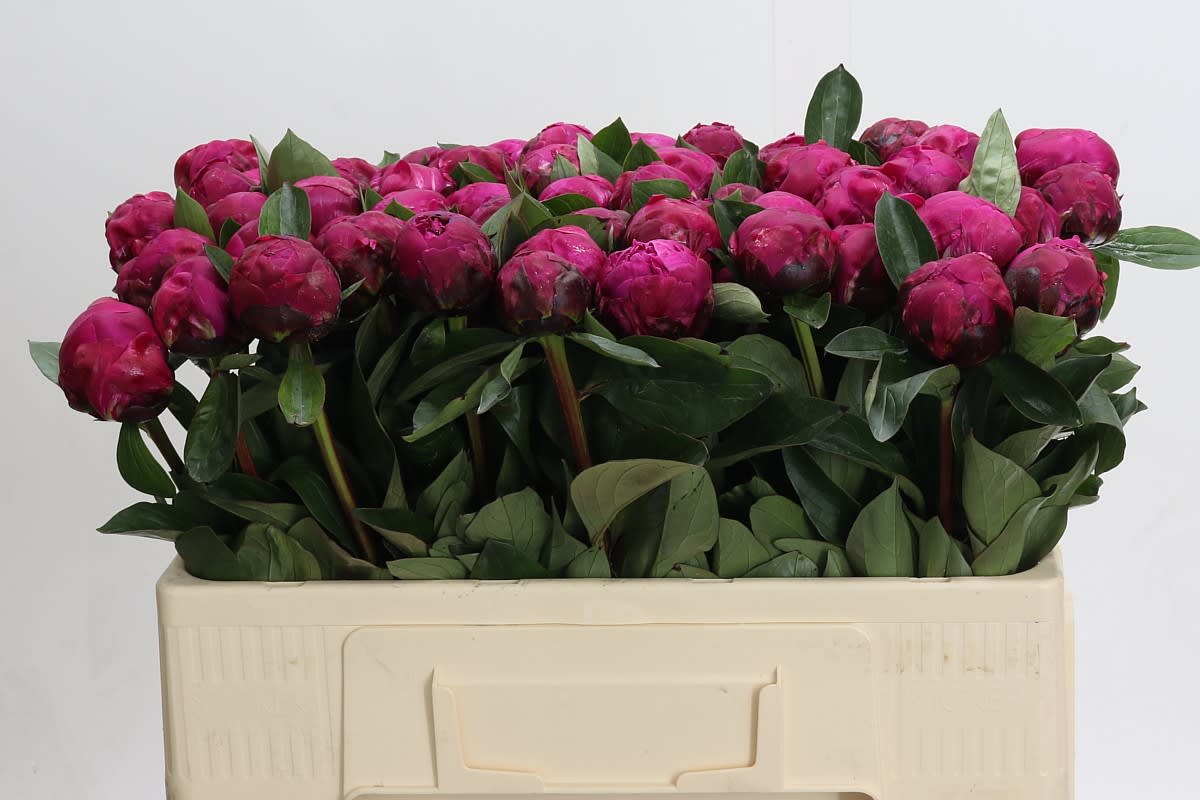 Срезанные цветы оптом Paeonia red sarah bernhardt от 60шт из Голландии с доставкой по России