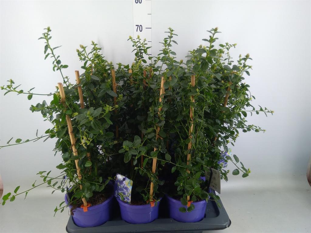 Горшечные цветы и растения оптом Ceanothus Thyrsiflorus Var. Repens от 6шт из Голландии с доставкой по России