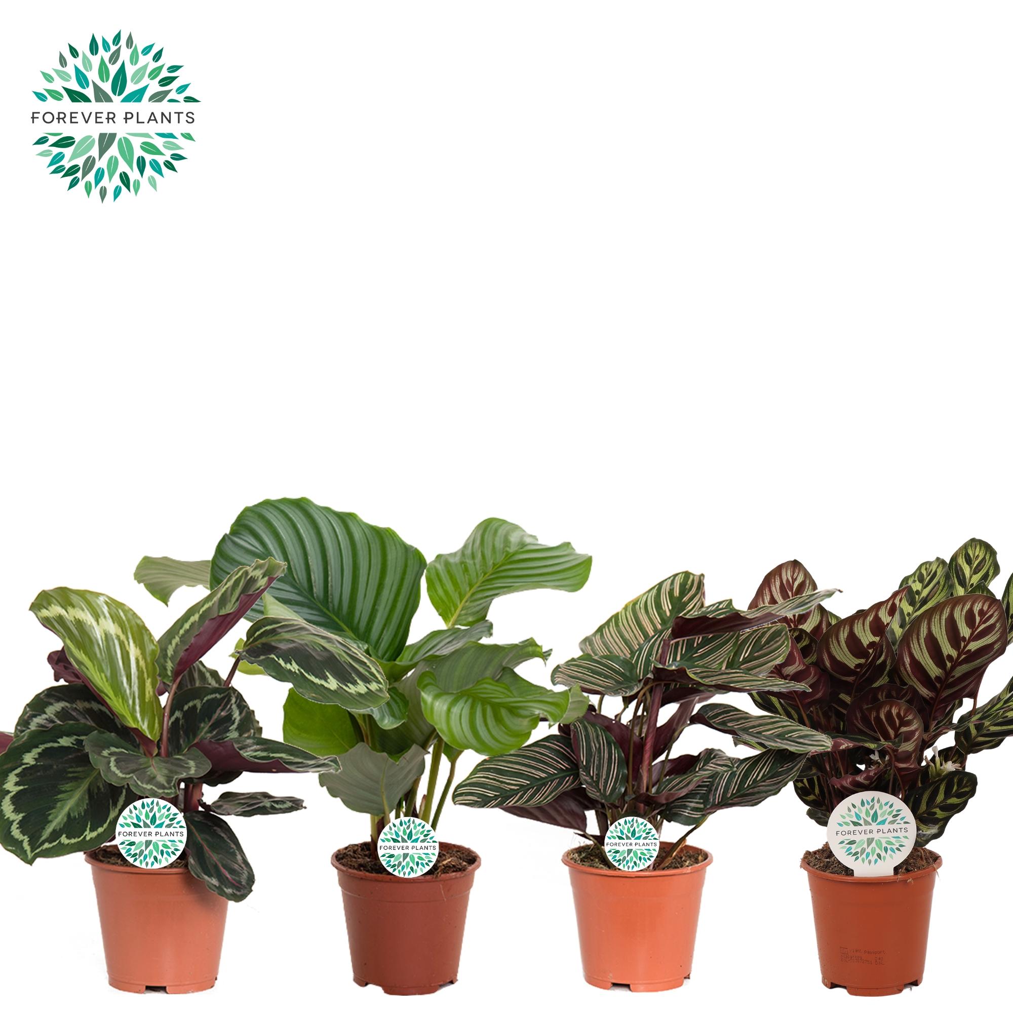 Горшечные цветы и растения оптом Calathea Mix от 8шт' из Голландии с доставкой по России