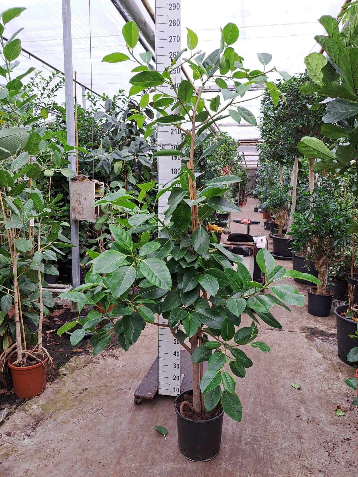 Горшечные цветы и растения оптом Ficus Altisima Branched On Stem от 1шт из Голландии с доставкой по России