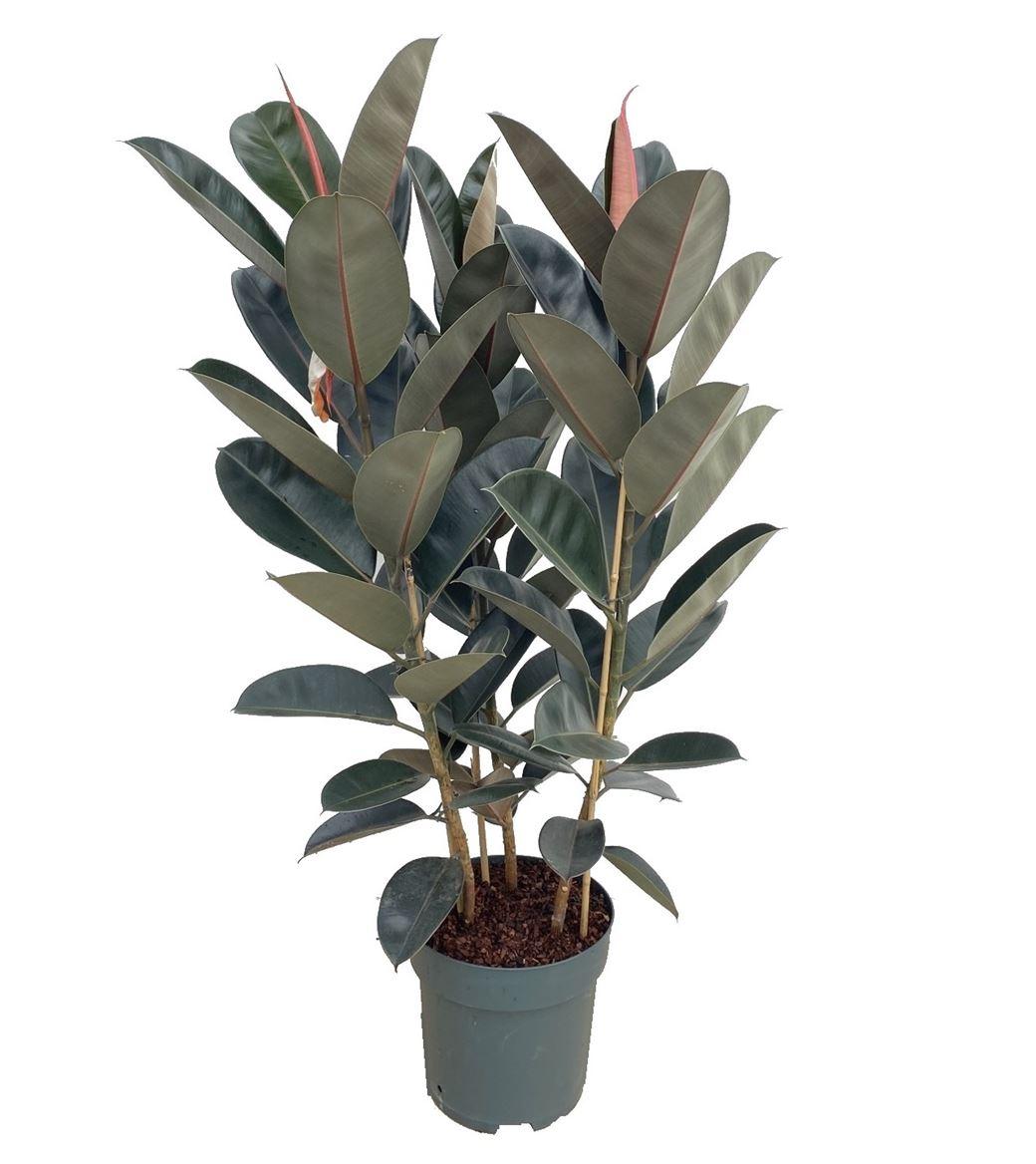 Горшечные цветы и растения оптом Ficus El Mandela 3pp от 1шт из Голландии с доставкой по России