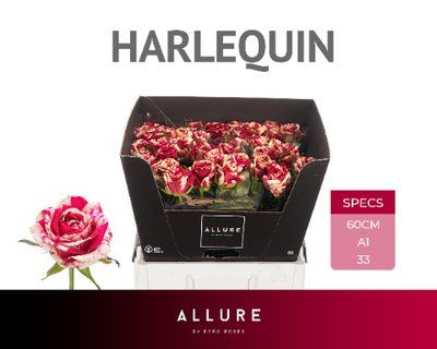 Срезанные цветы оптом Rosa la harlequin Allure от 50шт из Голландии с доставкой по России