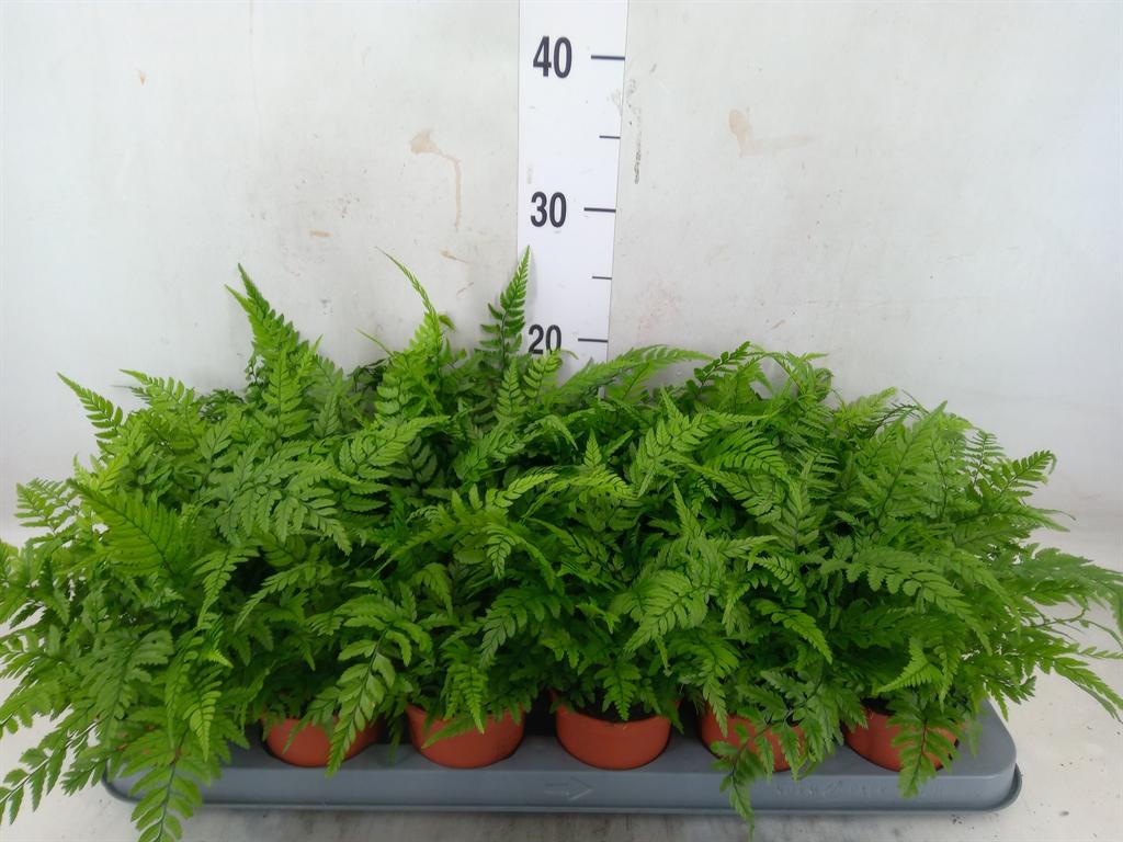 Горшечные цветы и растения оптом Athyrium   ... от 18шт (для телеги) из Голландии с доставкой по России