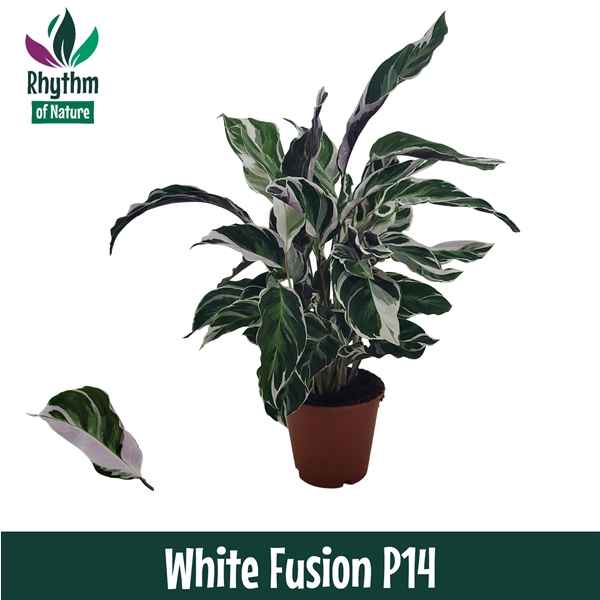 Горшечные цветы и растения оптом Calathea White Fusion Rhythm от 8шт из Голландии с доставкой по России