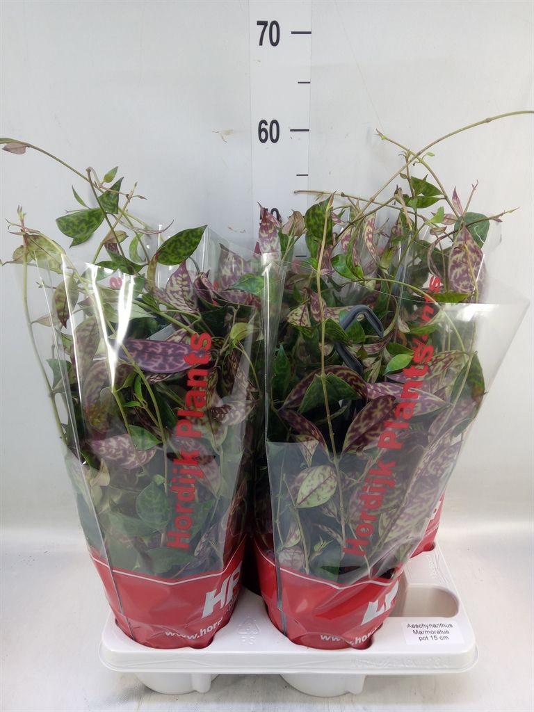 Горшечные цветы и растения оптом Aeschynanthus Marmoratus от 4шт из Голландии с доставкой по России