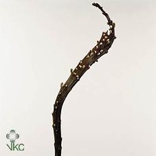 Срезанные цветы оптом Salix bandwilg от 80шт из Голландии с доставкой по России