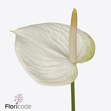 Срезанные цветы оптом Anthurium love white от 40шт из Голландии с доставкой по России
