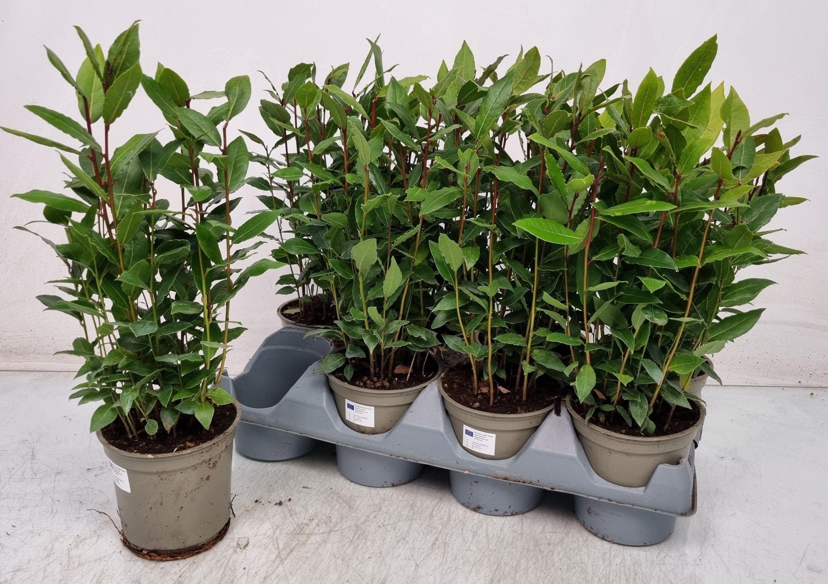 Горшечные цветы и растения оптом Lau Nobilis от 8шт из Голландии с доставкой по России