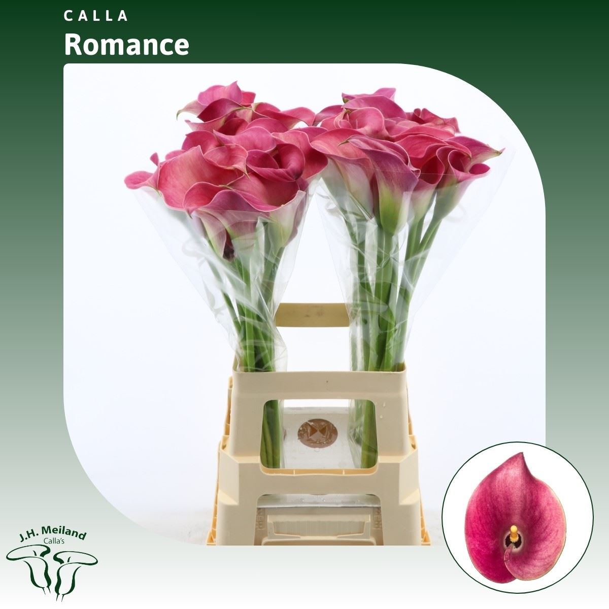 Срезанные цветы оптом Zantedeschia captain romance от 40шт из Голландии с доставкой по России