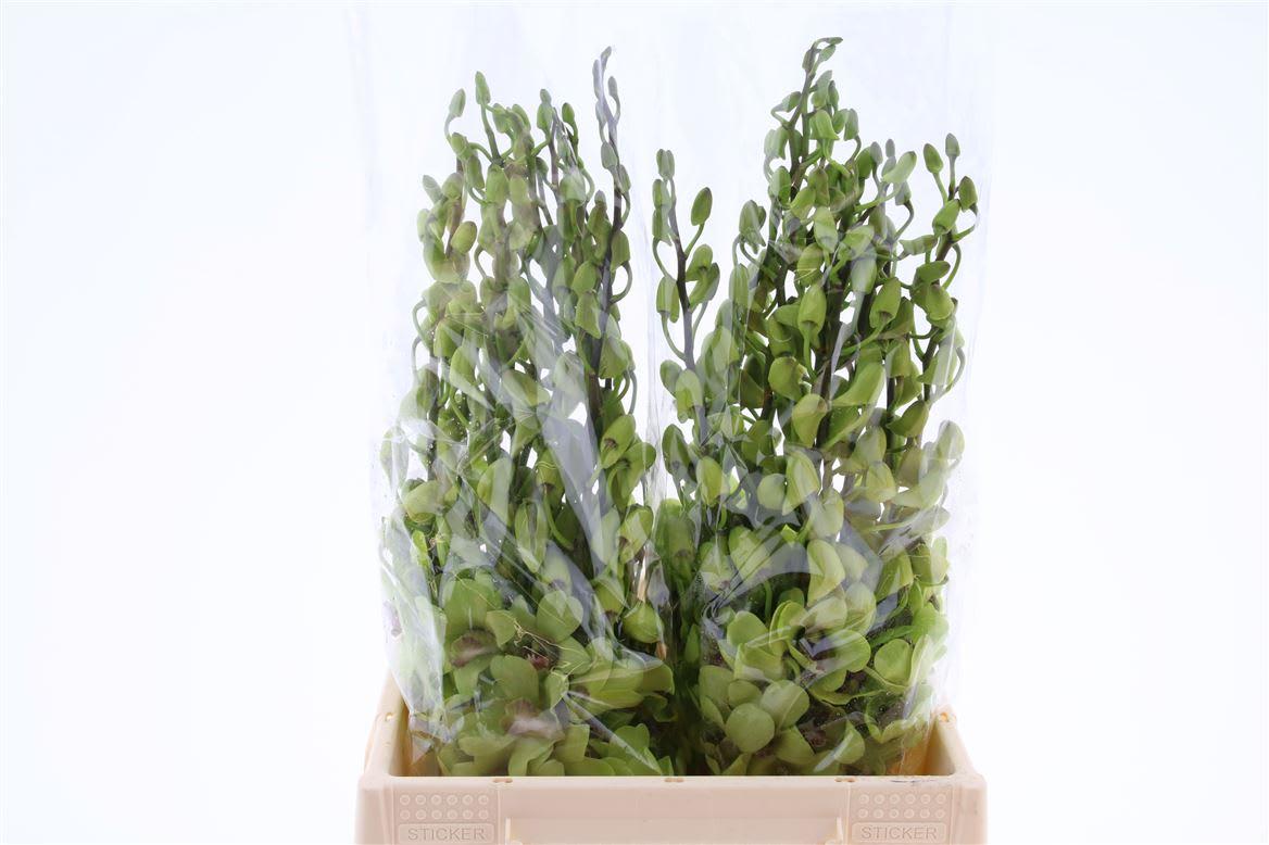 Срезанные цветы оптом Dendrobium green от 50шт из Голландии с доставкой по России