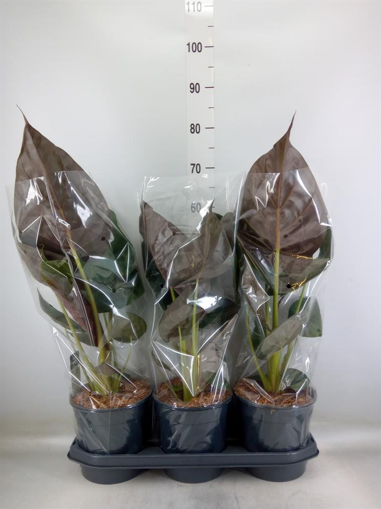 Горшечные цветы и растения оптом Alocasia Wentii от 3шт (для телеги) из Голландии с доставкой по России