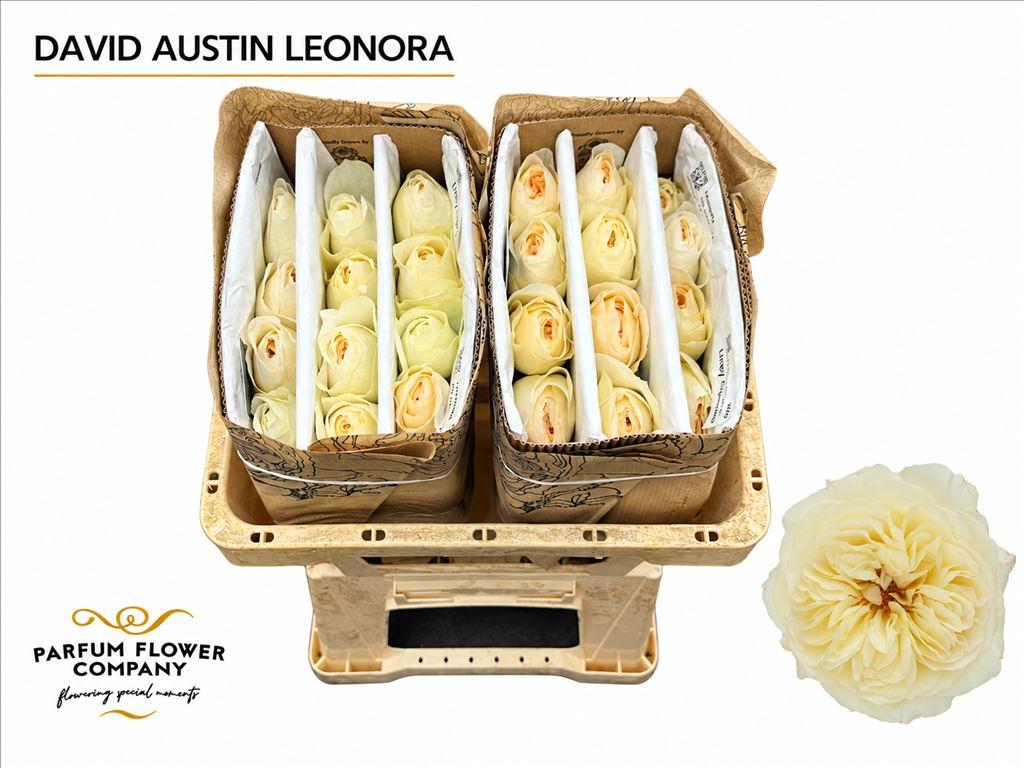 Срезанные цветы оптом Rosa large austin leonora от 24шт из Голландии с доставкой по России