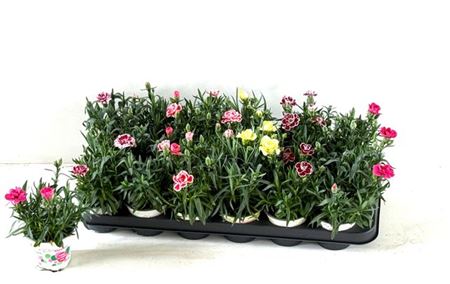 Горшечные цветы и растения оптом Dianthus Gemengd от 18шт (для телеги) из Голландии с доставкой по России