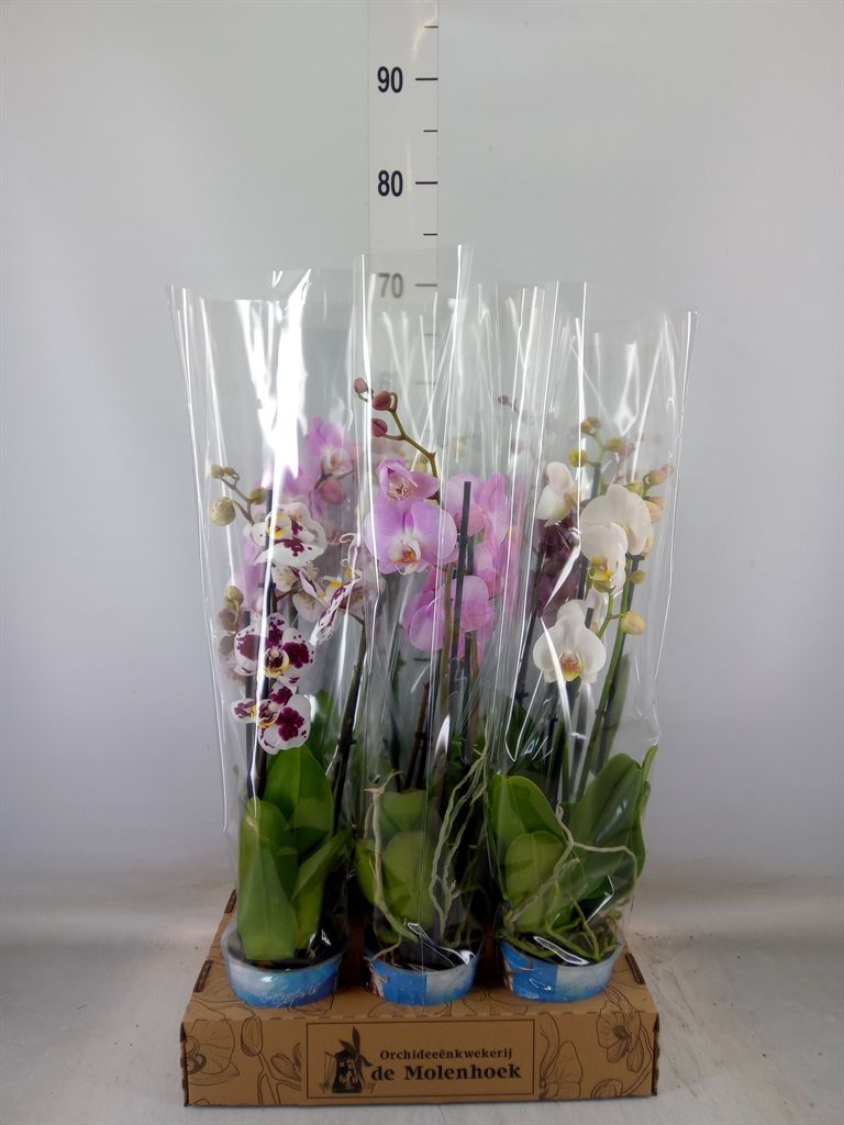 Горшечные цветы и растения оптом Phalaenopsis   ...mix  4 от 6шт из Голландии с доставкой по России