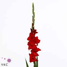 Срезанные цветы оптом Gladiolus la red balance от 80шт из Голландии с доставкой по России