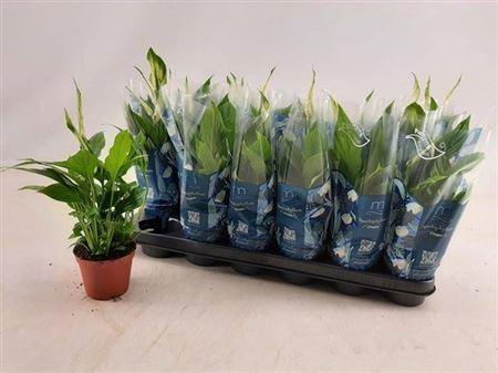 Горшечные цветы и растения оптом Spath Chopin 5+ от 18шт (для телеги) из Голландии с доставкой по России