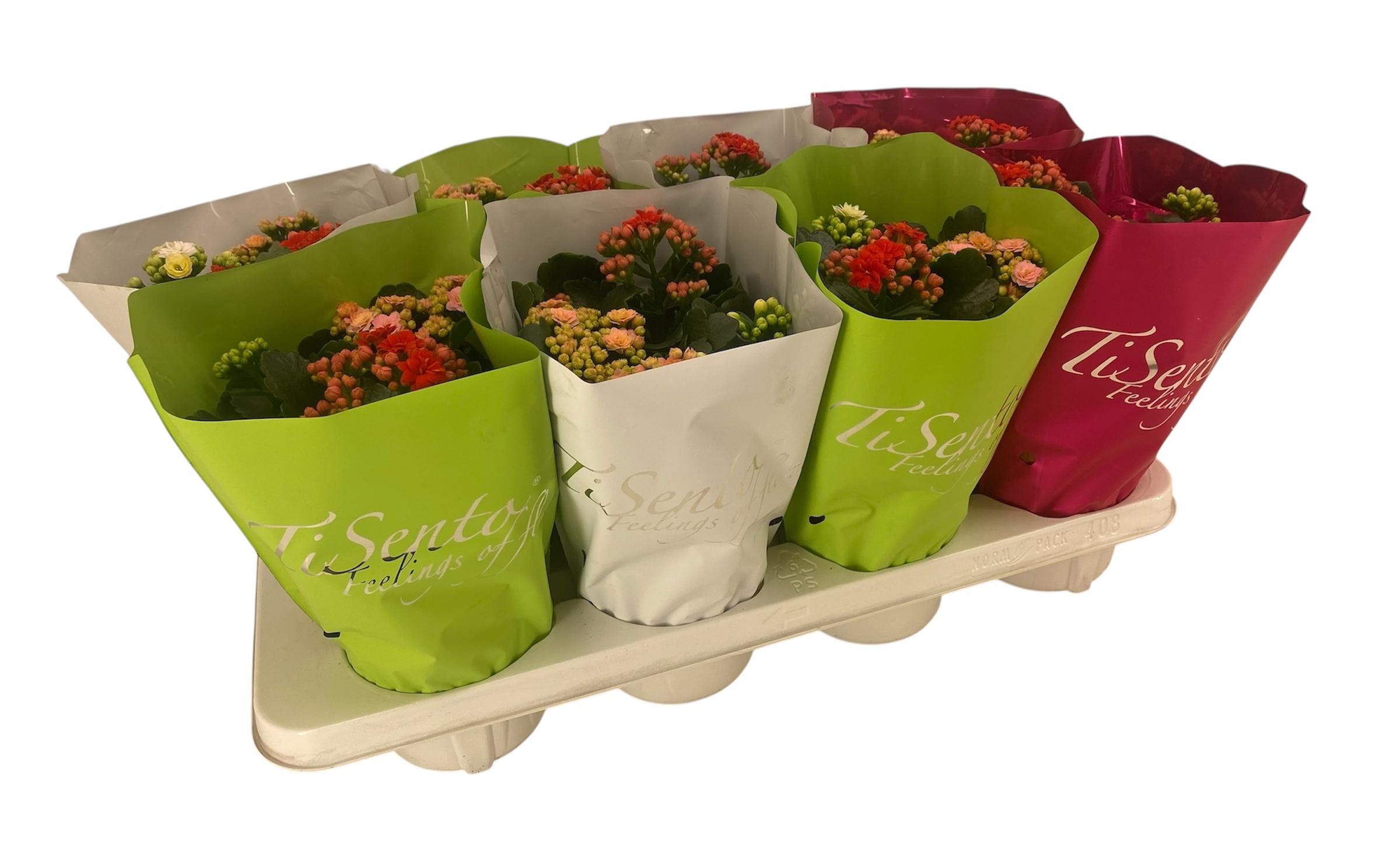 Горшечные цветы и растения оптом Kal Ge Gem 3 Kl от 8шт из Голландии с доставкой по России