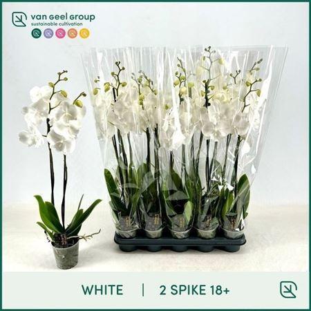 Горшечные цветы и растения оптом Phal Ov Wit 2 Branches 18+ от 10шт из Голландии с доставкой по России