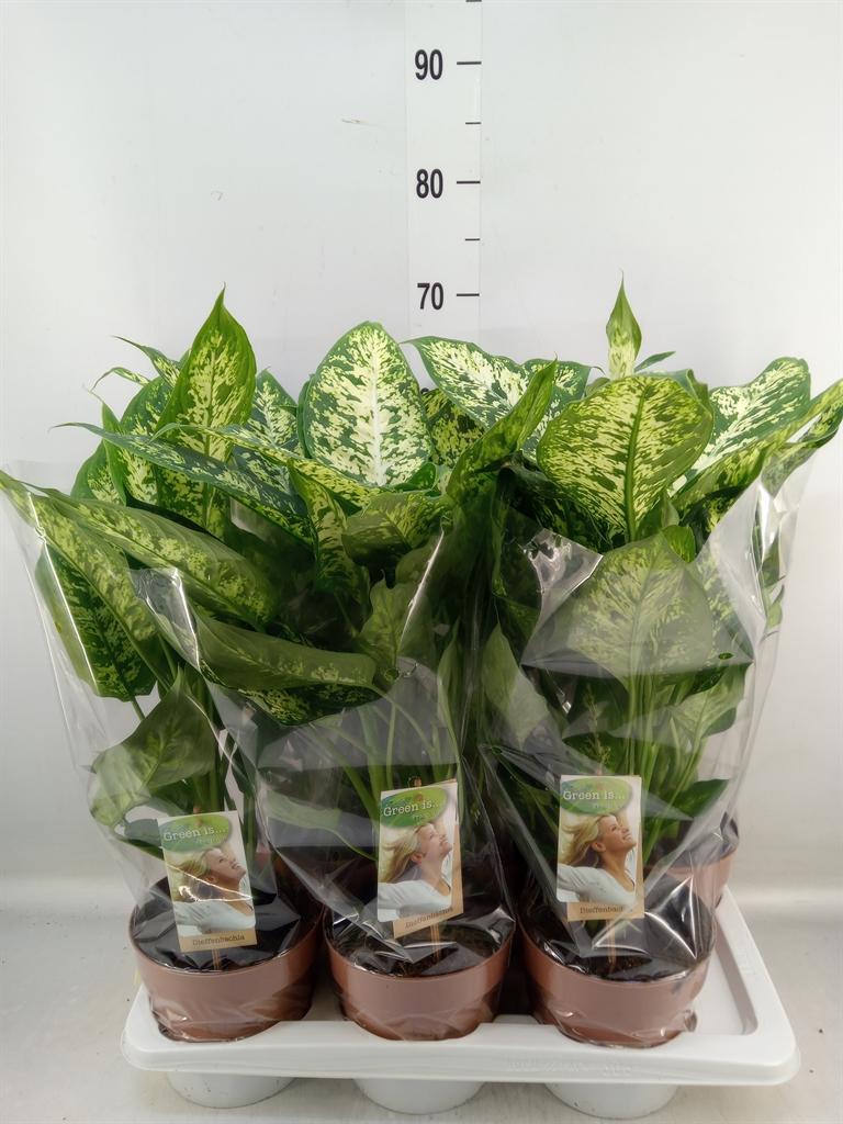 Горшечные цветы и растения оптом Dieffenbachia Compacta от 6шт из Голландии с доставкой по России