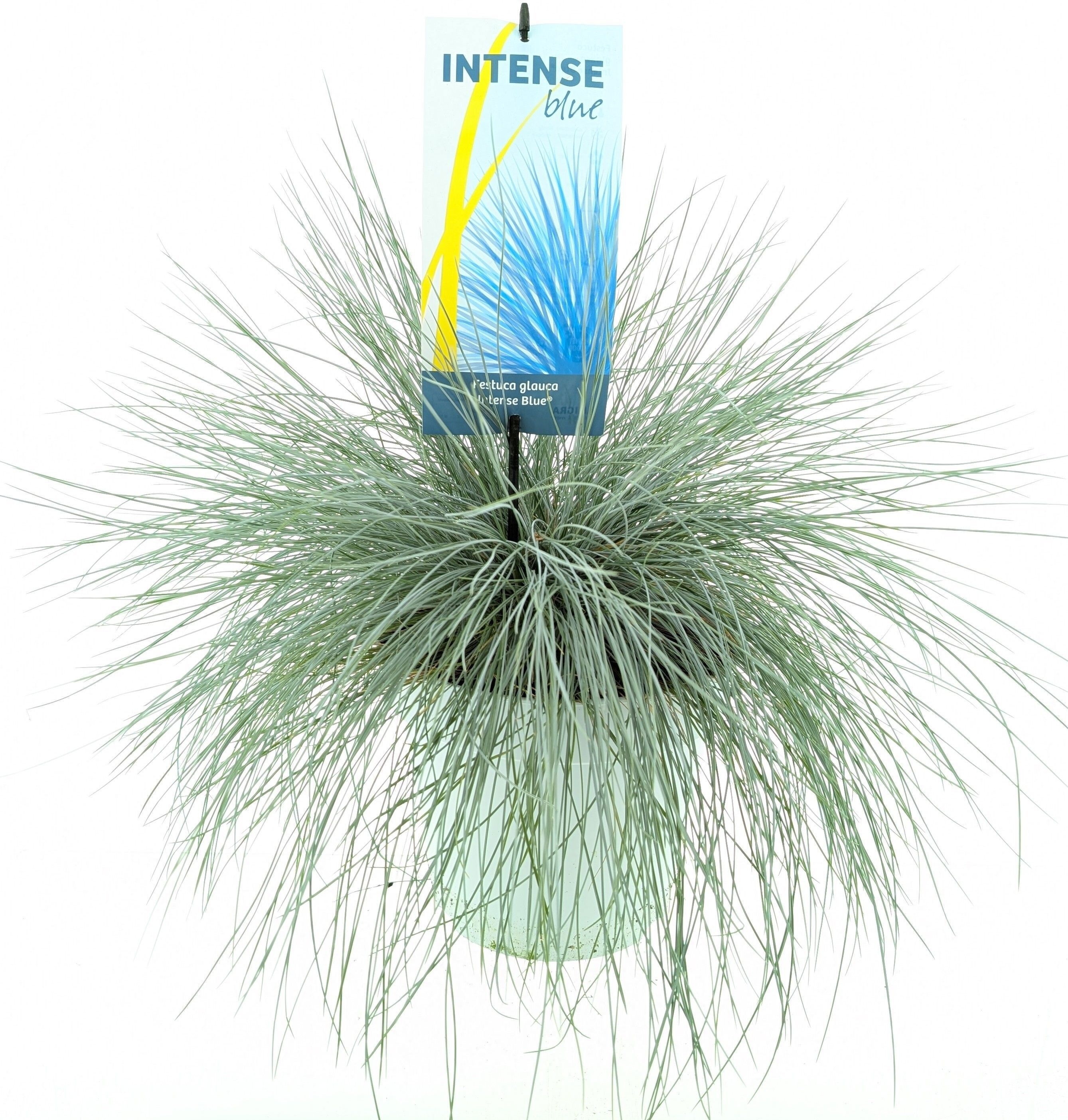 Горшечные цветы и растения оптом Fest Gl Intense Blue от 1шт из Голландии с доставкой по России