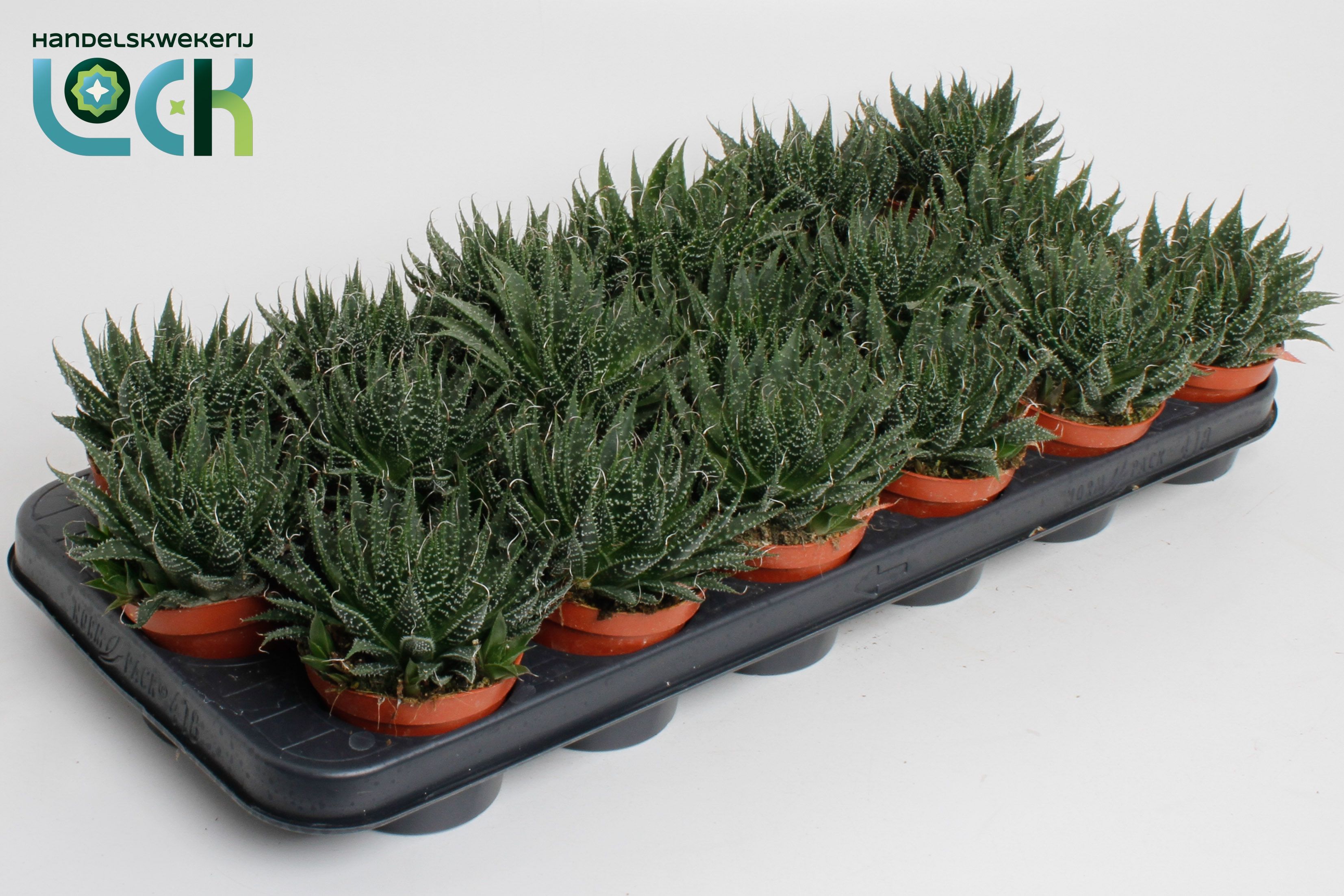 Горшечные цветы и растения оптом Aloe Aristata от 12шт (для телеги) из Голландии с доставкой по России