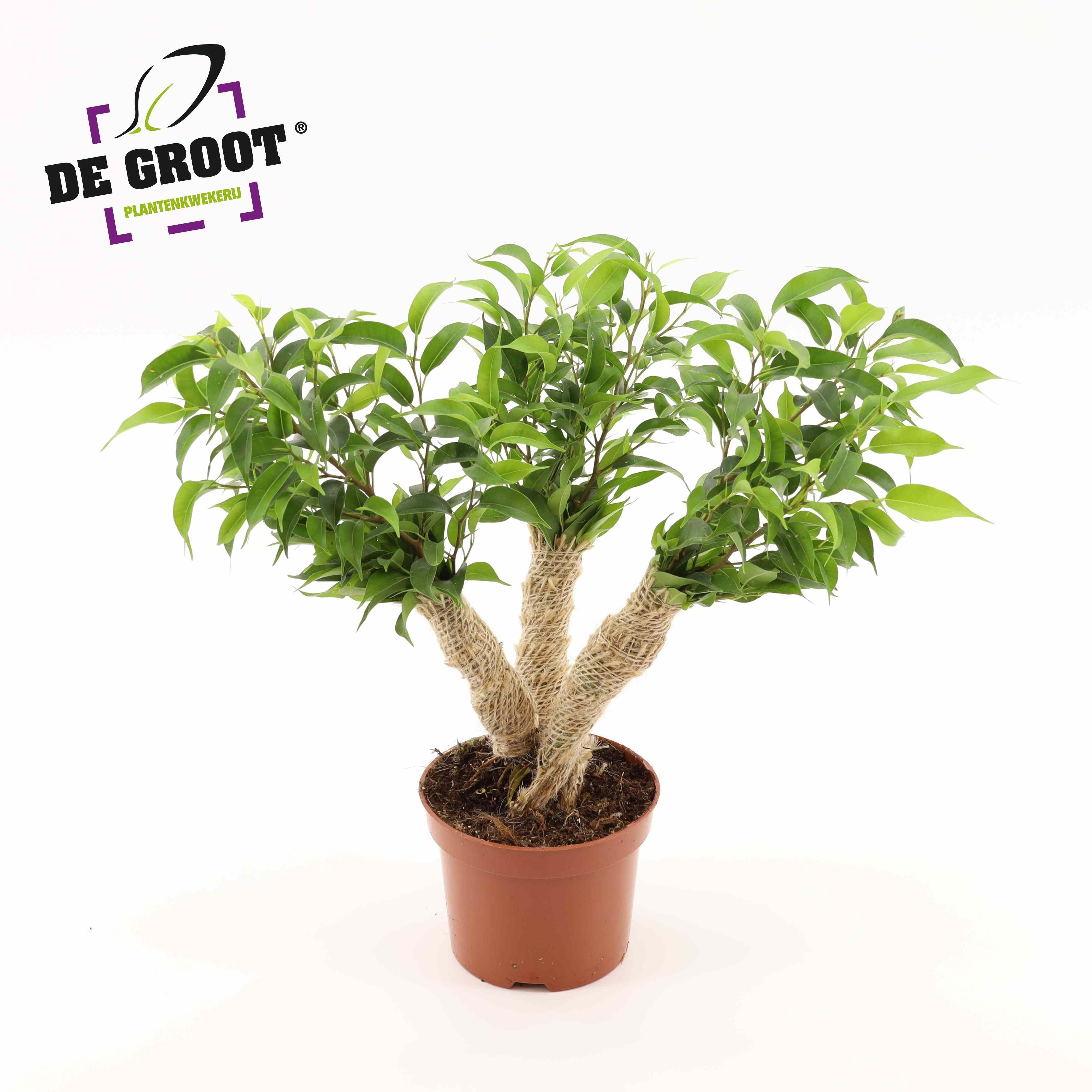 Горшечные цветы и растения оптом Ficus Be Crazy Tree от 10шт из Голландии с доставкой по России
