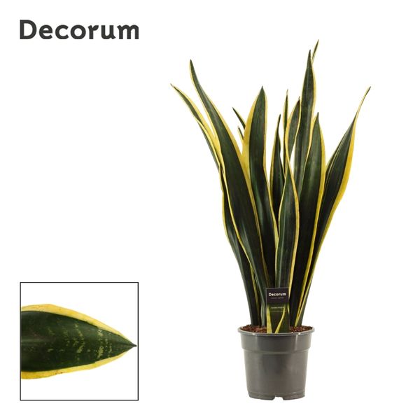 Горшечные цветы и растения оптом Sansevieria Black Gold (decorum) от 4шт из Голландии с доставкой по России