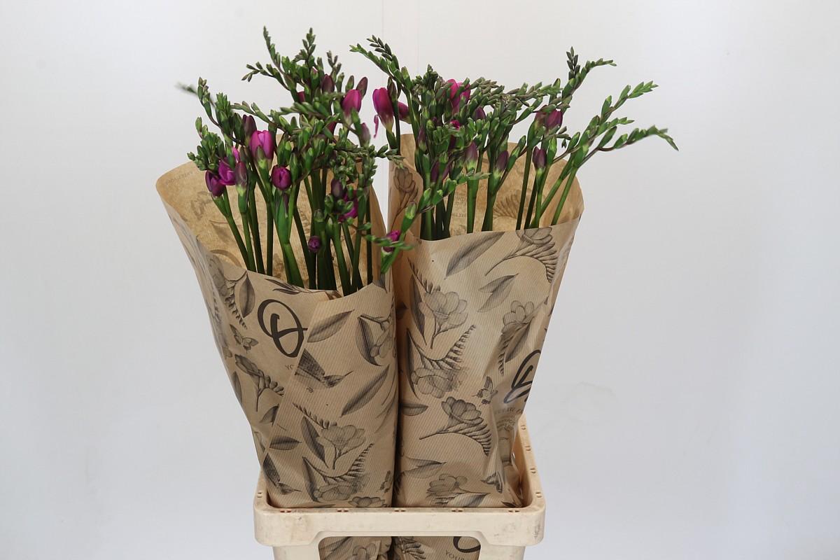 Срезанные цветы оптом Freesia one pink XXL от 50шт из Голландии с доставкой по России