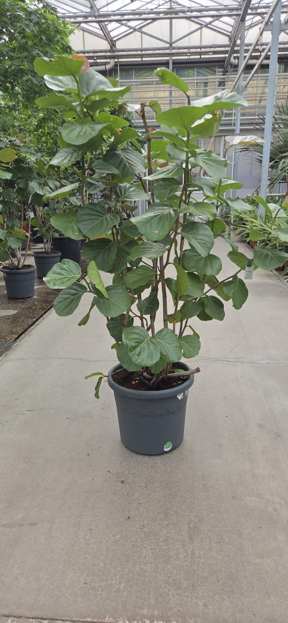 Горшечные цветы и растения оптом Coccoloba Uvifera от 1шт из Голландии с доставкой по России