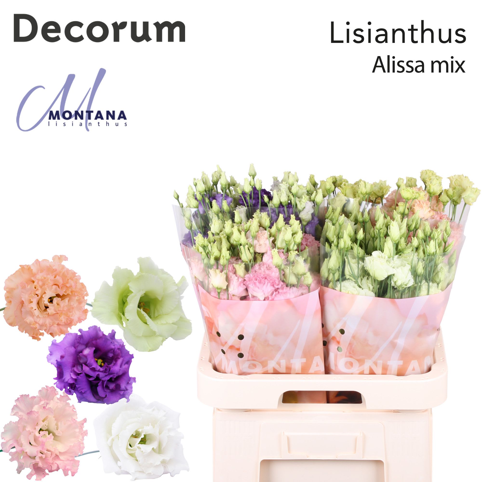 Срезанные цветы оптом Lisianthus do alissa mix in bucket от 40шт из Голландии с доставкой по России