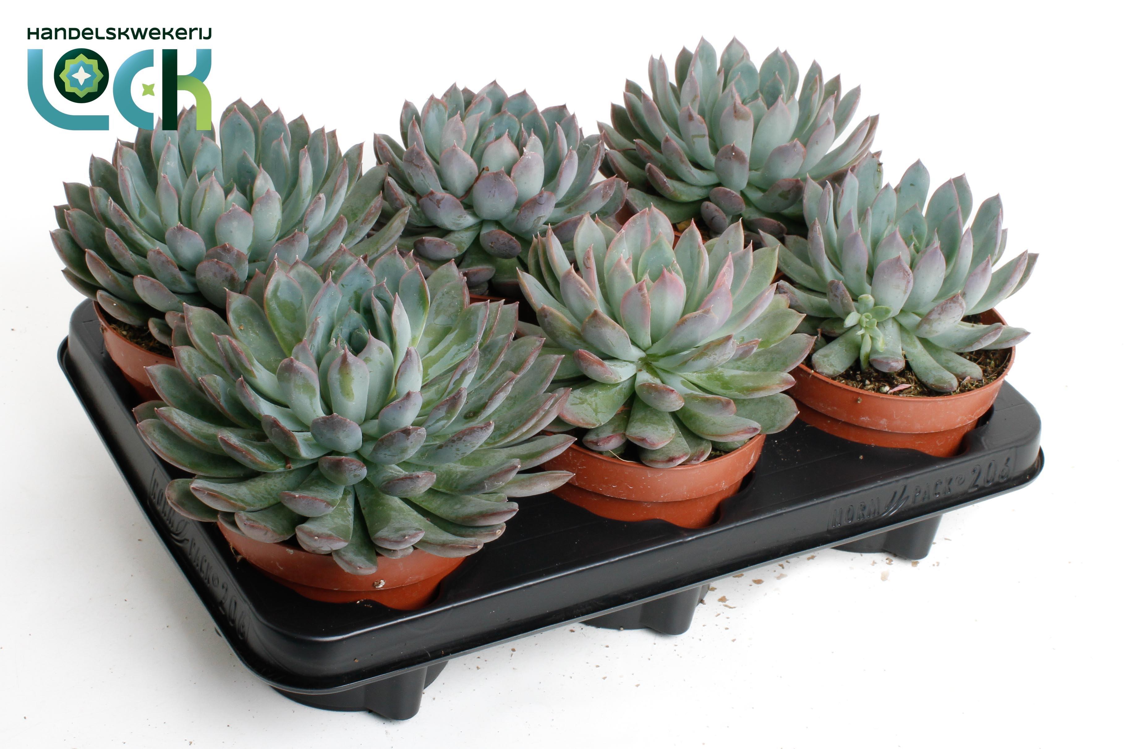 Горшечные цветы и растения оптом Echeveria Pelisuda от 8шт из Голландии с доставкой по России