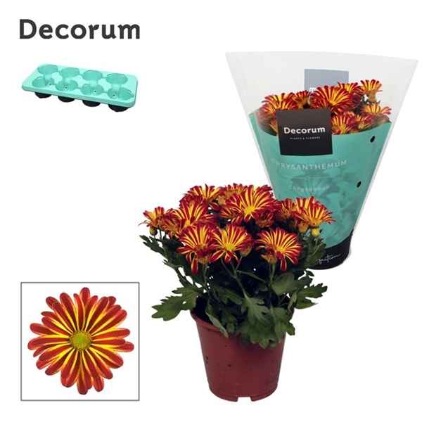 Горшечные цветы и растения оптом Chrys Margarita Bicolor Flame (decorum) от 8шт из Голландии с доставкой по России