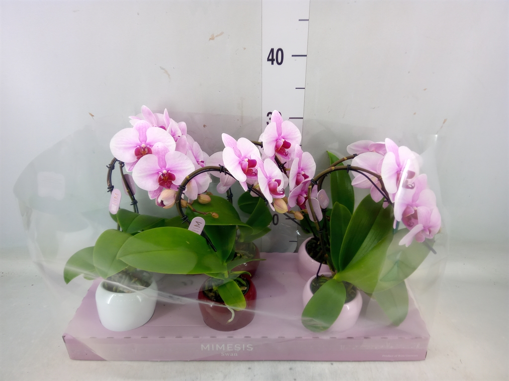 Горшечные цветы и растения оптом Phalaenopsis   ...rose от 6шт из Голландии с доставкой по России