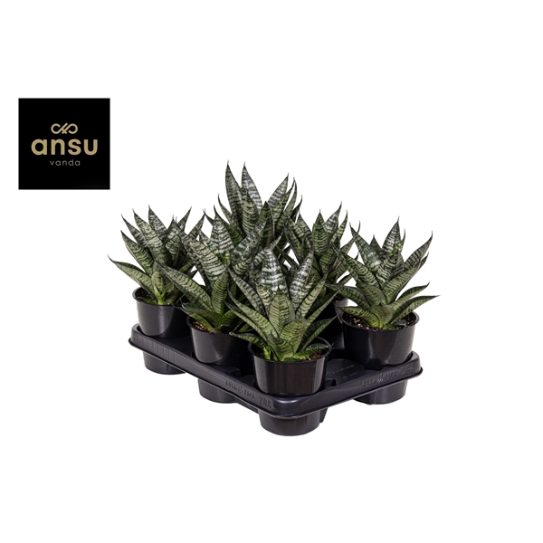 Горшечные цветы и растения оптом Sansevieria Star Ming Green Marble от 10шт из Голландии с доставкой по России