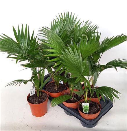Горшечные цветы и растения оптом Livistona Rotundifol от 7шт из Голландии с доставкой по России