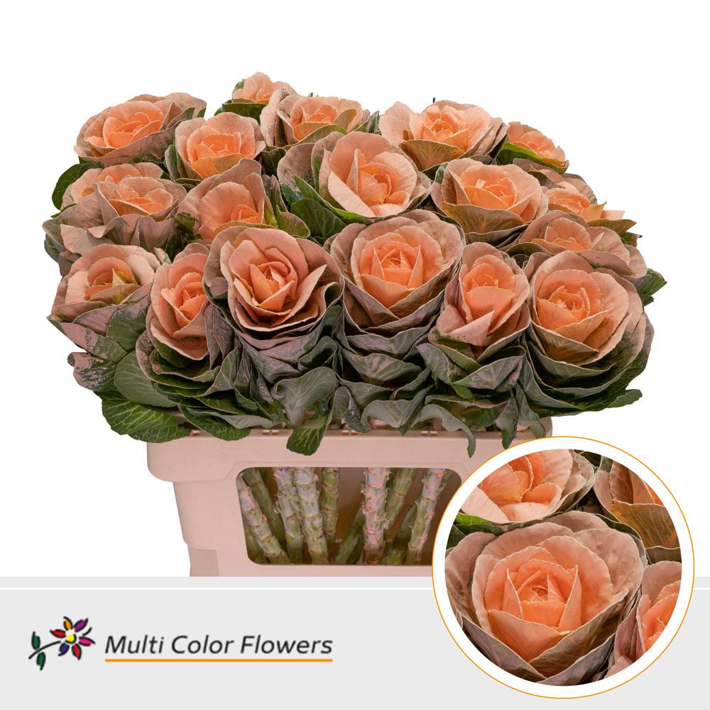 Срезанные цветы оптом Brassica paint apricot от 20шт из Голландии с доставкой по России
