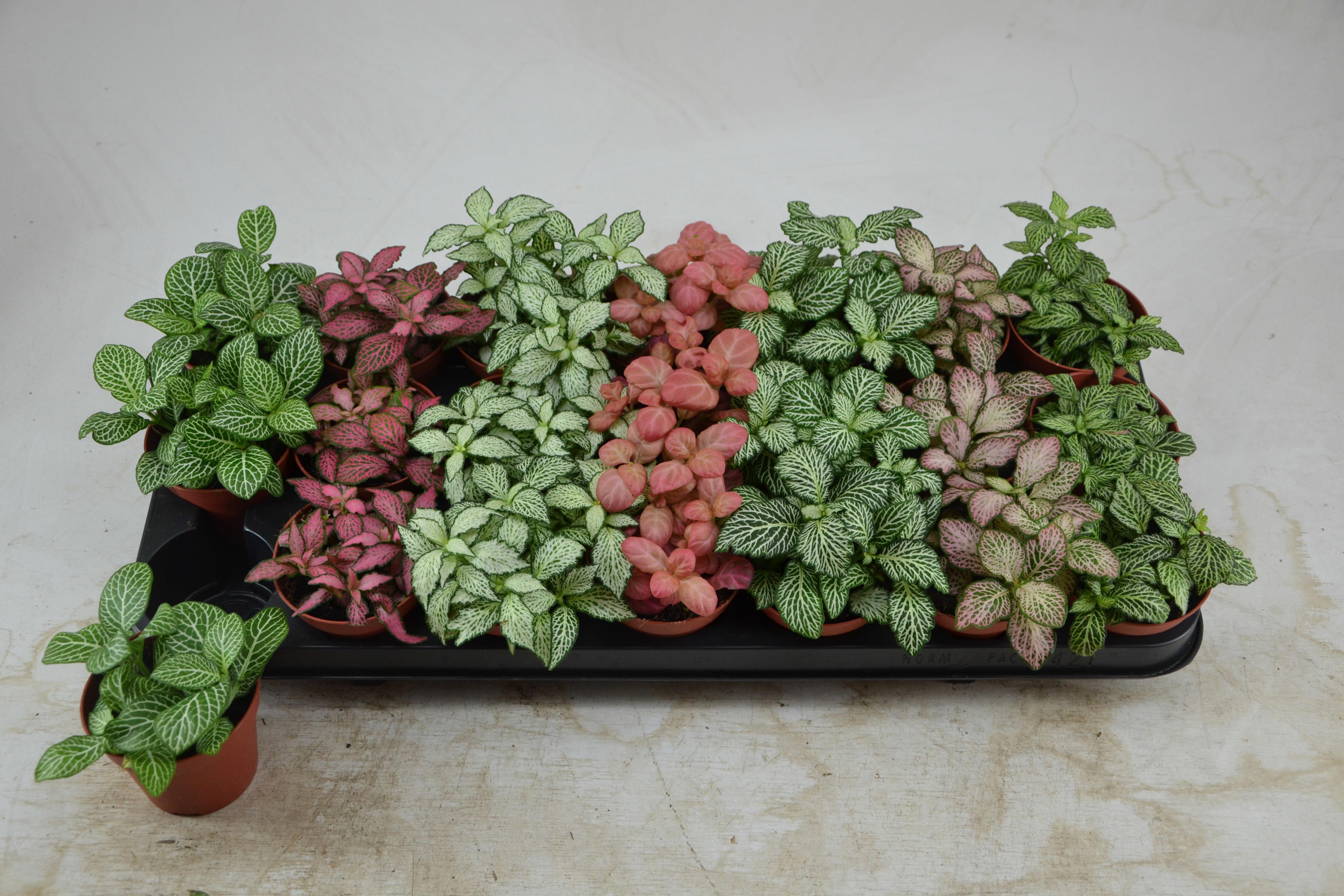 Горшечные цветы и растения оптом Fitt Gem 7 Kl от 21шт (для телеги) из Голландии с доставкой по России