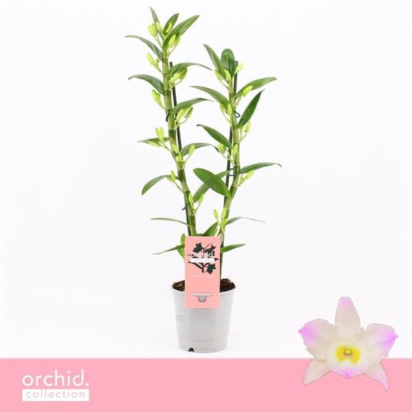 Горшечные цветы и растения оптом Dendr Nob 2st Kumiko 2 Orchid Collection от 10шт из Голландии с доставкой по России