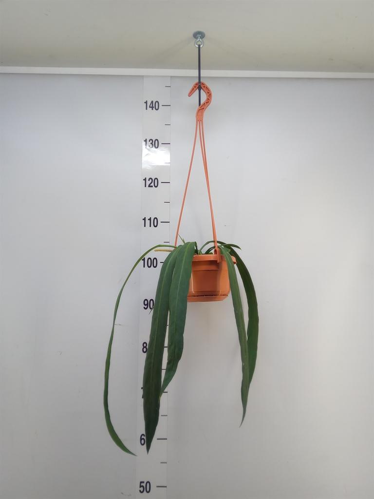 Горшечные цветы и растения оптом Anthurium   ... от 6шт из Голландии с доставкой по России