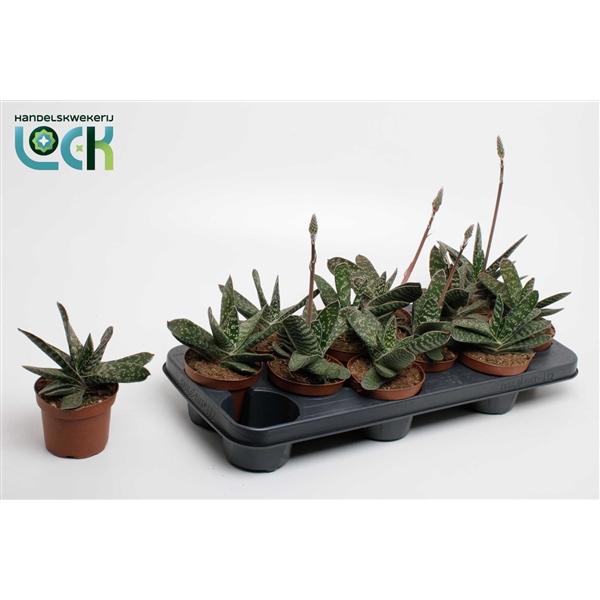 Горшечные цветы и растения оптом Gasteria Amour от 12шт из Голландии с доставкой по России