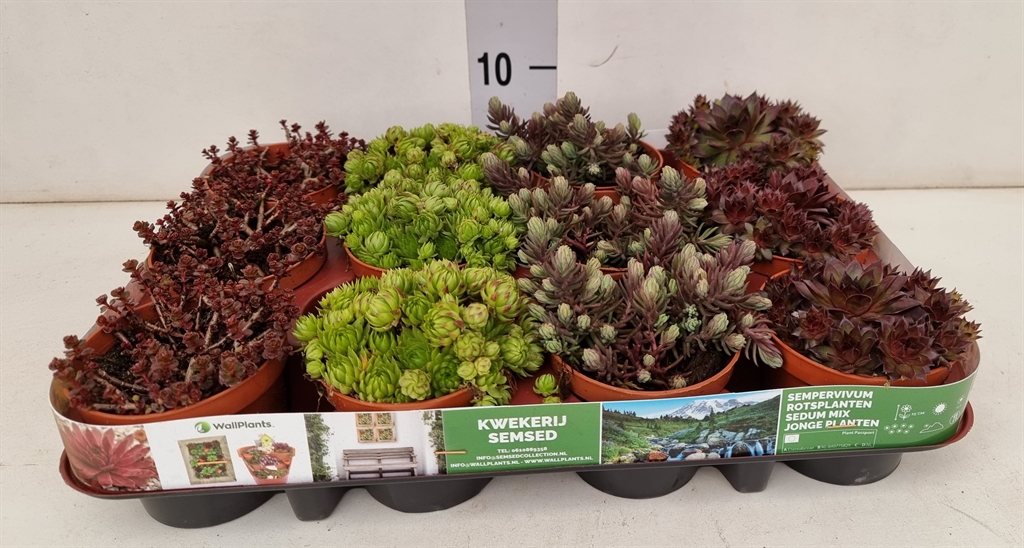 Горшечные цветы и растения оптом Sedum   ... от 12шт (для телеги) из Голландии с доставкой по России