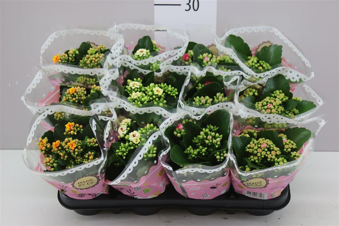 Горшечные цветы и растения оптом Kalanchoe Calandiva Mix Special от 12шт (для телеги) из Голландии с доставкой по России