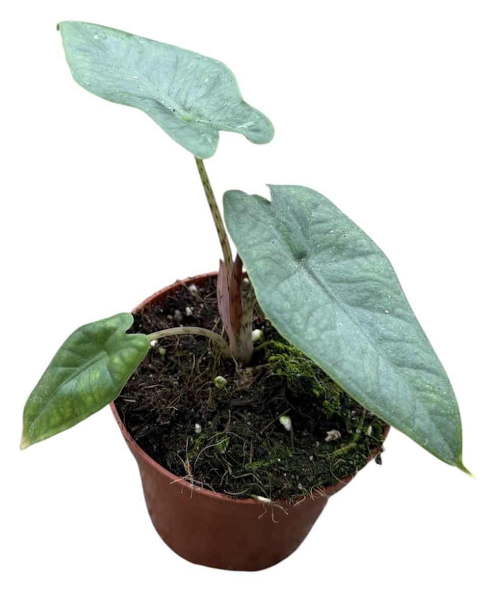 Горшечные цветы и растения оптом Alocasia Sulawesi Green Carpet от 1шт (для телеги) из Голландии с доставкой по России
