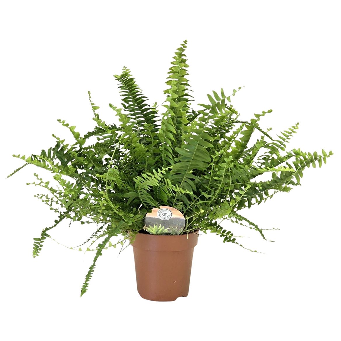 Горшечные цветы и растения оптом Nephrolepis Green Lady от 8шт из Голландии с доставкой по России