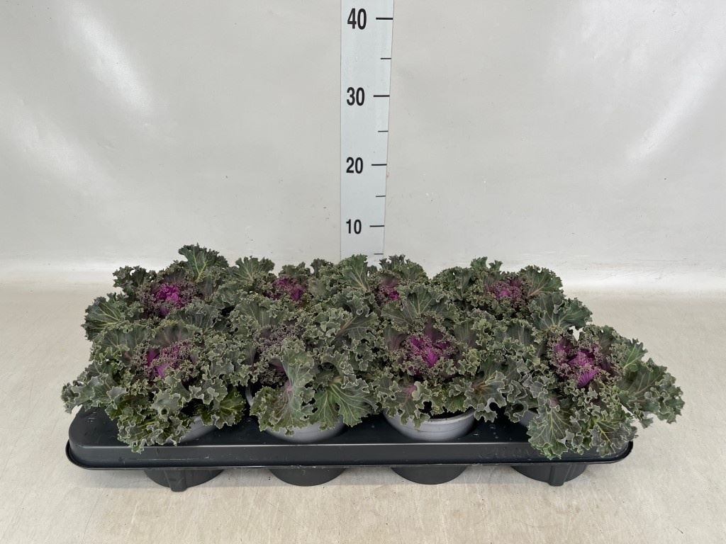 Горшечные цветы и растения оптом Brassica Oler. ...curled от 8шт из Голландии с доставкой по России