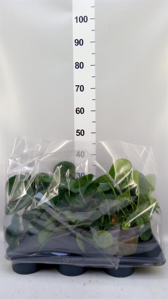 Горшечные цветы и растения оптом Pilea Peperomioides от 2шт из Голландии с доставкой по России