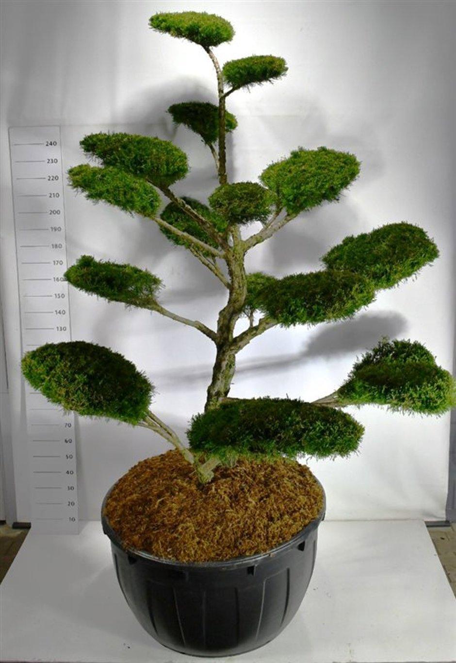Горшечные цветы и растения оптом Juniperus Pfitzeriana mint Julep от 1шт из Голландии с доставкой по России