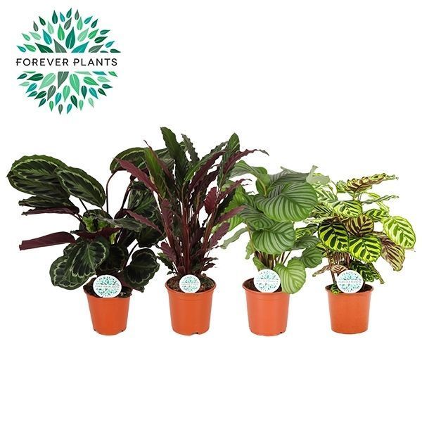 Горшечные цветы и растения оптом Calathea Mix от 1шт из Голландии с доставкой по России